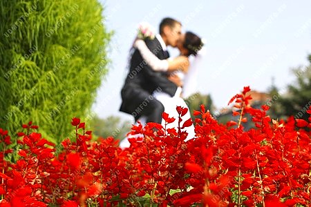 пара,любовь,двое,жених,невеста,свадьба,молодежь,цветы,цветок,красный цвет,поцелуй